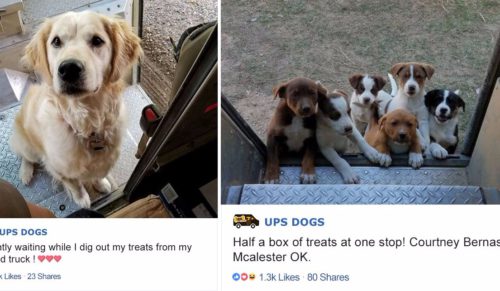 Okazuje się, że kierowcy UPS współtworzą grupę ze zdjęciami psiaków, które spotykają na swojej trasie!
