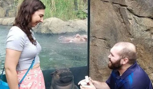 Młoda hipopotamica pozazdrościła zaręczynowego zdjęcia parze odwiedzającej ogród zoologiczny.