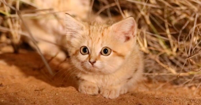 Młode koty pustynne na marokańskiej Saharze – unikatowy widok, który zarejestrowano na filmie!