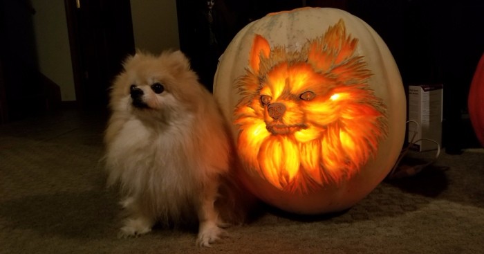 Halloweenowy lampion z podobizną psiaka podbija Internet! Jesteś ciekaw poprzednich prac tego artysty?