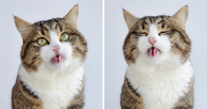 Poznajcie kota Rexiego – eksperta od sztuczek z językiem, którego pokochał Internet.