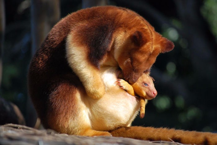 Kangury drzewne – przesympatyczne torbacze, o istnieniu których  prawdopodobnie nie słyszałeś.