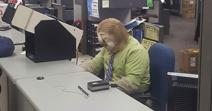 Oto co dzieje się w amerykańskiej firmie pracującej w Halloween – do biura wkraczają leniwce.