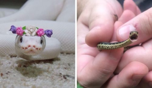 12 uroczych zdjęć węży, które zmienią Twoje nastawienie do gadów.