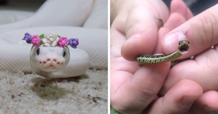 12 uroczych zdjęć węży, które zmienią Twoje nastawienie do gadów.