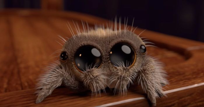 Poznajcie Lucasa – przesłodkiego pajączka, który wyleczy Was z arachnofobii.