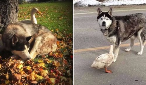 Pewne miasteczko w Minnesocie stało się świadkiem niezwykłej przyjaźni psa i kaczki.