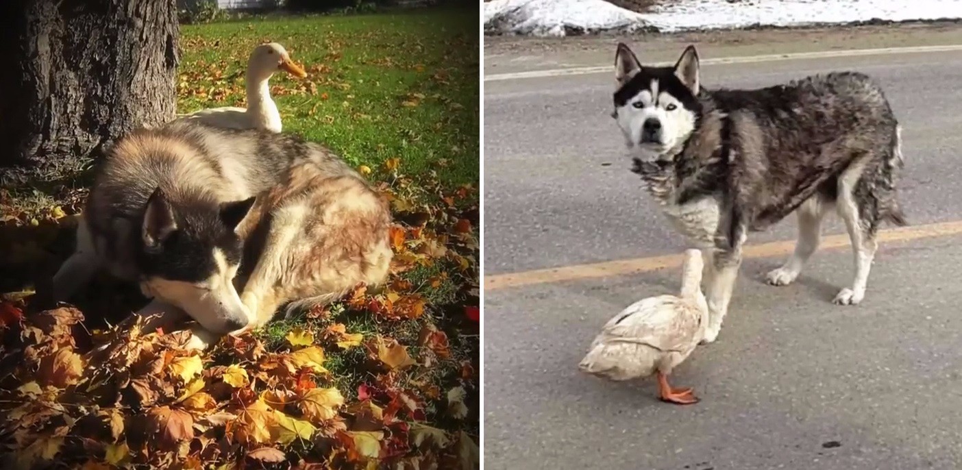 Pewne miasteczko w Minnesocie stało się świadkiem niezwykłej przyjaźni psa i kaczki.
