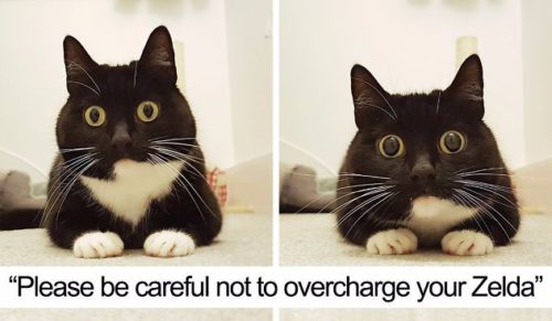 10 najzabawniejszych postów ciekawskiej Zeldy, które pokochają wszyscy miłośnicy kotów.