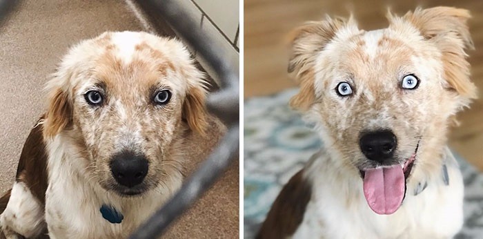 Adoptowała psiaka z okazji swoich 25. urodzin. Szczęśliwy zwierzak przeżył niesamowitą przemianę!