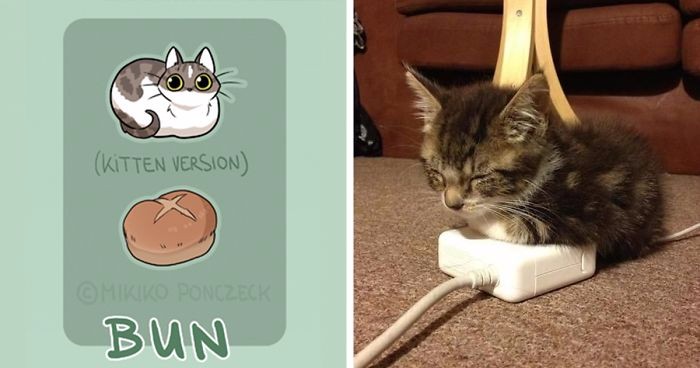 Ta artystka udowodniła, że nasze koty występują w postaci najróżniejszych odmian pieczywa!