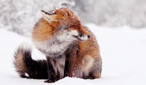Radosne lisy korzystające z uroków zimy na fotografiach holenderskiej artystki.