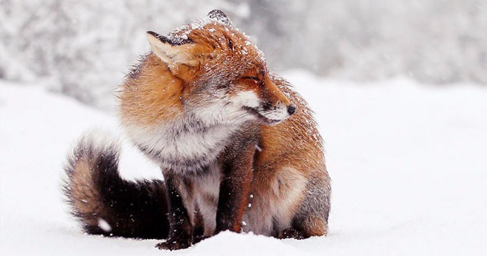 Radosne lisy korzystające z uroków zimy na fotografiach holenderskiej artystki.