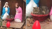 Naburmuszony kot zrujnował szopkę bożonarodzeniową swoją obecnością – Internet go pokochał!