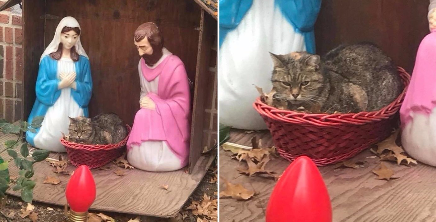 Naburmuszony kot zrujnował szopkę bożonarodzeniową swoją obecnością – Internet go pokochał!