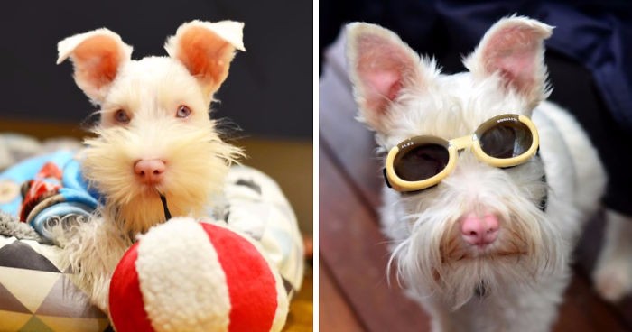 Szczeniaczek w okularach, czyli stylowa ochrona przed słońcem na zdjęciach czworonożnego albinosa.