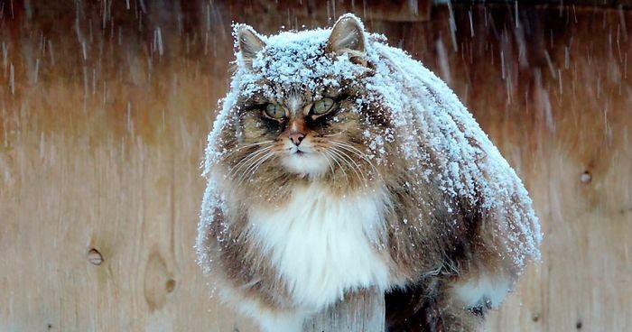 Majestatyczne koty syberyjskie przejęły gospodarstwo rosyjskiej farmerki. Wcale nie ma im tego za złe!