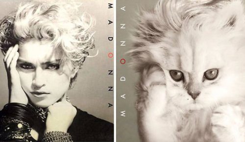 Amerykańska artystka odmienia okładki albumów muzycznych, ozdabiając je wizerunkami kotów.