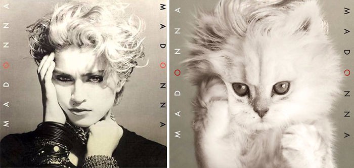 Amerykańska artystka odmienia okładki albumów muzycznych, ozdabiając je wizerunkami kotów.