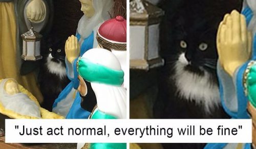 12 przezabawnych zdjęć kotów, które postanowiły ozdobić szopki bożonarodzeniowe swoją obecnością.