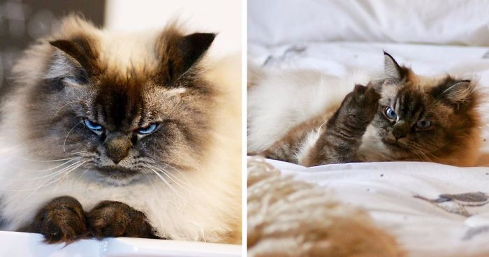 Poznajcie Merlina – prawdopodobnie najbardziej rozzłoszczonego kota na świecie.