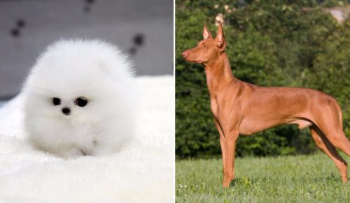 10 najdroższych ras psów, które oczarowały świat swoją urodą.