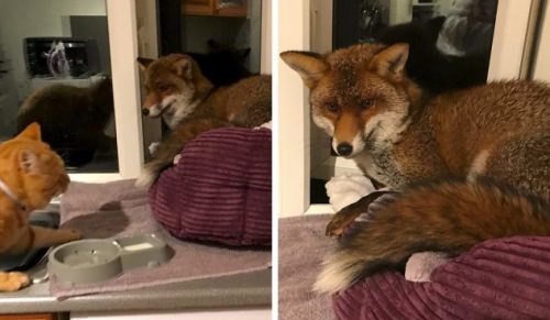 Znalazła lisa śpiącego w posłaniu kota. Oryginalne zachowanie zwierzaka mocno ją zaskoczyło!
