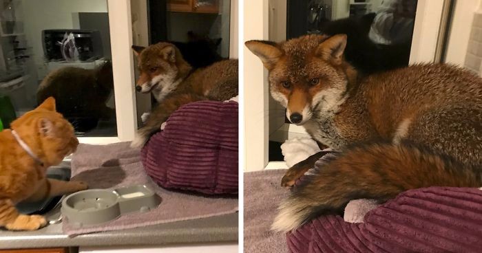 Znalazła lisa śpiącego w posłaniu kota. Oryginalne zachowanie zwierzaka mocno ją zaskoczyło!