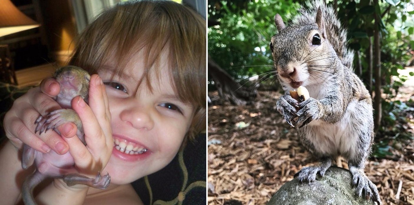 8 lat temu rodzina z Karoliny Południowej uratowała ranną wiewiórkę. Powraca do nich każdego dnia!