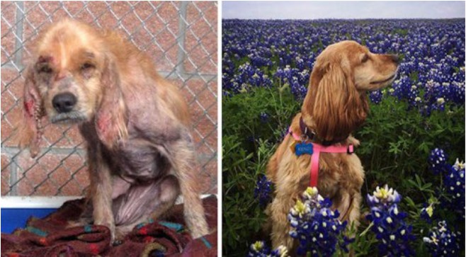 13 poruszających zdjęć porzuconych psów, które powróciły do zdrowia pod okiem nowych właścicieli.