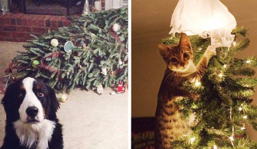 12 zdjęć czworonogów, które postanowiły zrujnować swoim właścicielom święta Bożego Narodzenia.