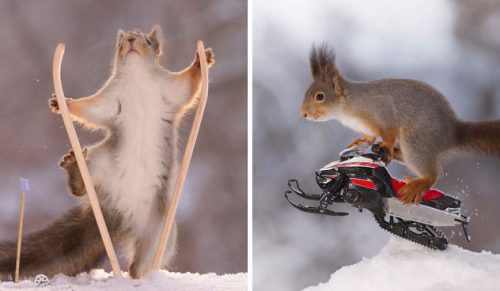 Zimowe igrzyska olimpijskie wiewiórek w serii kreatywnych zdjęć miłośnika ogrodowych gryzoni.