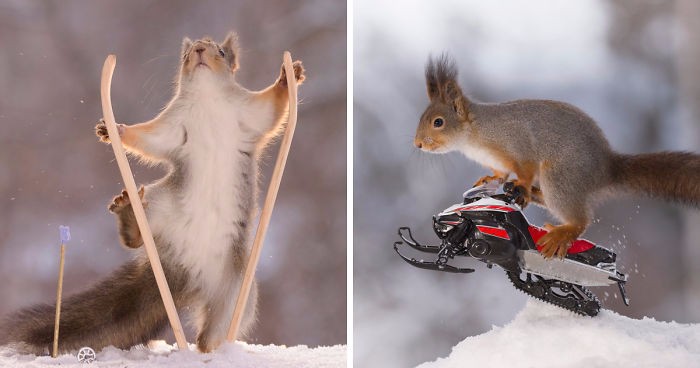 Zimowe igrzyska olimpijskie wiewiórek w serii kreatywnych zdjęć miłośnika ogrodowych gryzoni.