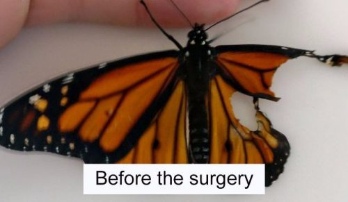 Przeprowadziła operację na motylu z uszkodzonym skrzydłem. Owad odzyskał pełną sprawność!