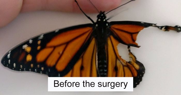 Przeprowadziła operację na motylu z uszkodzonym skrzydłem. Owad odzyskał pełną sprawność!