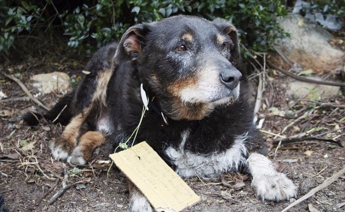 Zagubiony pies zaskoczył rodzinę swoim niespodziewanym powrotem. Towarzyszyła mu pewna notka.