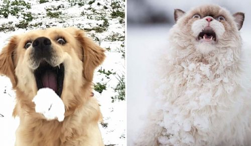 12 szczerych reakcji psów i kotów, które po raz pierwszy doświadczyły uroków zimy.