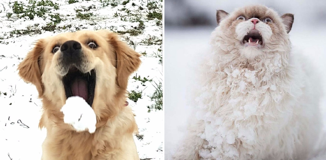 12 szczerych reakcji psów i kotów, które po raz pierwszy doświadczyły uroków zimy.