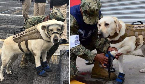 10 niezwykłych psów, które zaskoczyły swoich właścicieli prawdziwymi aktami heroizmu.