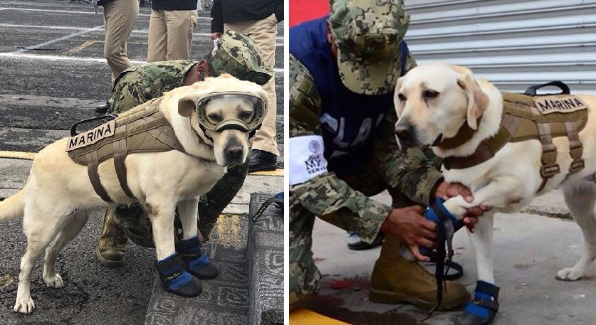 10 niezwykłych psów, które zaskoczyły swoich właścicieli prawdziwymi aktami heroizmu.