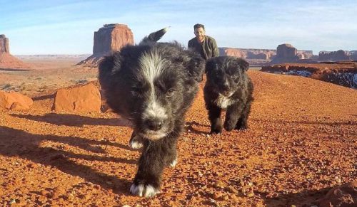 Odnalazł na pustyni dwa porzucone szczeniaczki. Podarował im swoje serce i niezapomnianą podróż.