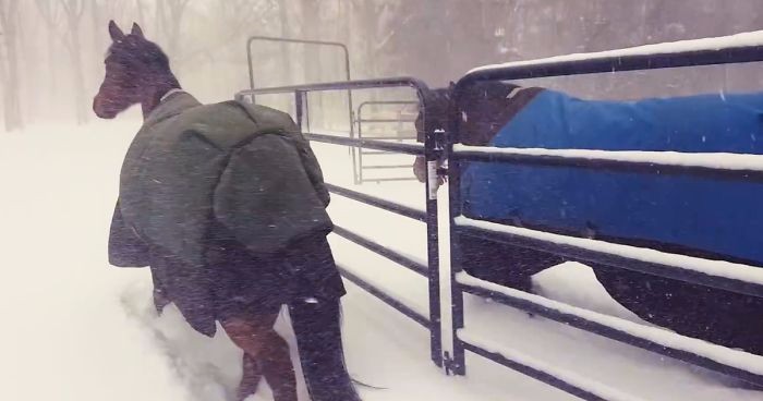 Właściciel dwóch koni uwiecznił na filmiku ich zabawną reakcję na śnieg – Internet je pokochał!