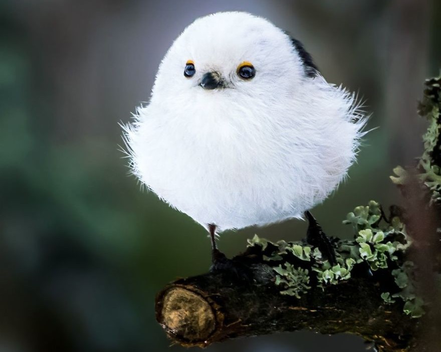 Fiński fotograf uchwycił na zdjęciach prawdziwe Angry Birds!