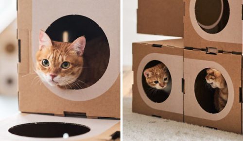 Para architektów zamienia tekturowe pudełka w fortecę dla kotów!