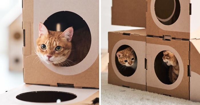 Para architektów zamienia tekturowe pudełka w fortecę dla kotów!