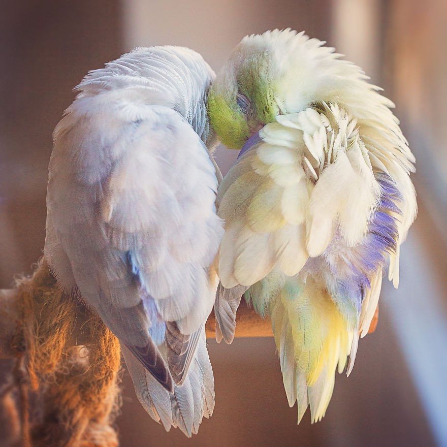 Te kolorowe papużki rozpuszczą wasze serca!