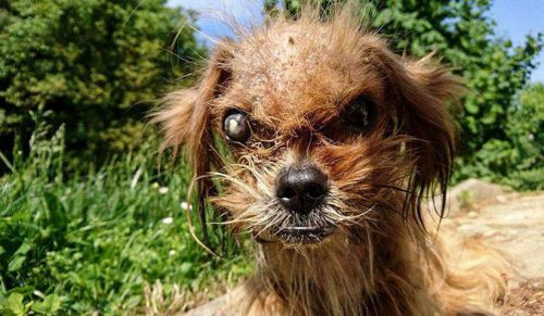 To niewiarygodne, jak bardzo ten „przerażający” pies zmienił się w ciągu 8 miesięcy po uratowaniu go z ulicy.
