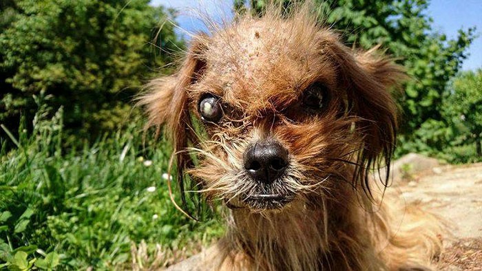To niewiarygodne, jak bardzo ten „przerażający” pies zmienił się w ciągu 8 miesięcy po uratowaniu go z ulicy.