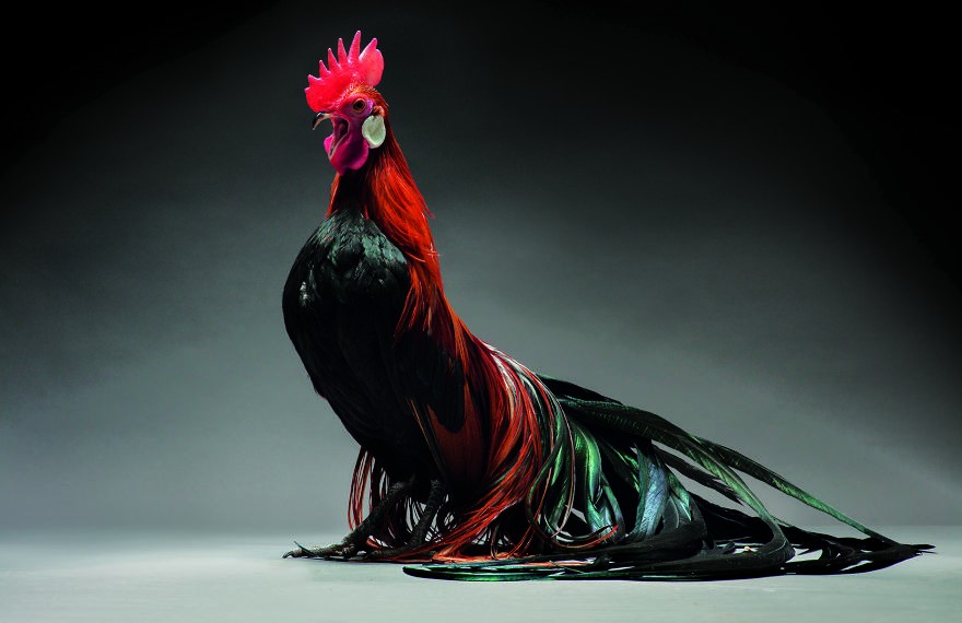 Fotograf stworzył galerię najpiękniejszych kurczaków – są cudne!