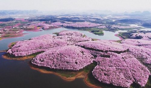 Kwiaty wiśni właśnie rozkwitły w Chinach, a to prawdopodobnie jeden z najpiękniejszych widoków na świecie!